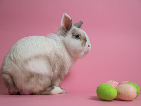 Easter Bunny on a pink background with colorful painted eggsの写真素材