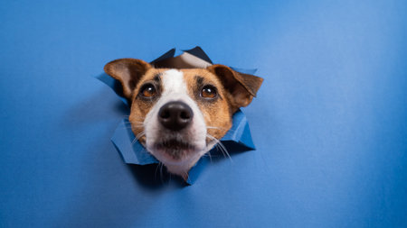 Funny dog jack russell terrier leans out of a hole in a paper blue backgroundの写真素材