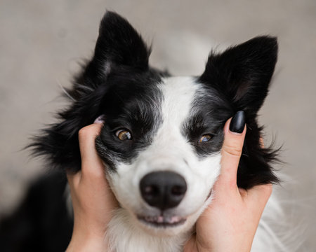 The owner squeezes the muzzle of the border collie dog outdoorsの写真素材