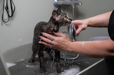 Woman washing a tabby gray cat in a grooming salonの写真素材