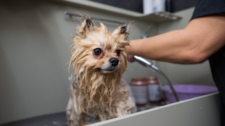 A woman showers a cute Pomeranian dog in a grooming salonの写真素材