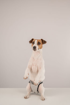 Cute Jack Russell Terrier dog wearing menstrual panties on a white background. Reusable...