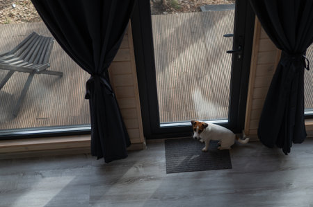 The dog stands at the patio window and asks to go outsideの写真素材