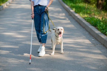 Close-up of female legs with tactile cane and guide dog in the parkの写真素材