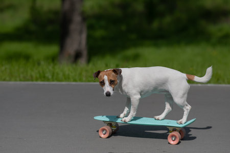 Jack Russell Terrier dog rides a penny board in the parkの写真素材