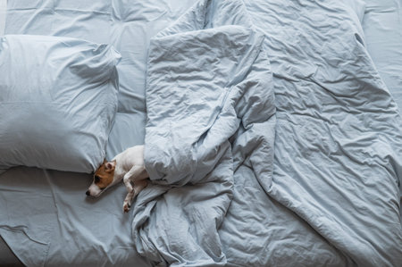 Top view of a Jack Russell Terrier dog lying in bed under a blanketの写真素材