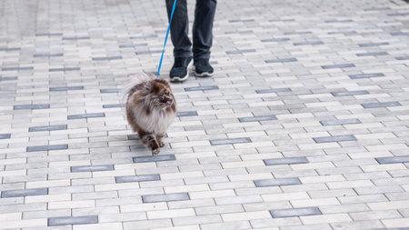 Cute spotted Pomeranian Spitz pulls on a leash on a walkの写真素材