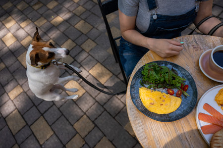Jack Russell begging the owner in a street cafe. Woman having breakfast in dog friendly outdoor cafeの写真素材