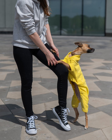 A young Caucasian woman in a jacket walks with a small dog in overalls. Russian toy terrier stands...