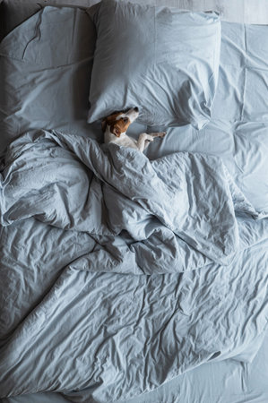 Top view of a Jack Russell Terrier dog lying in bed under a blanket. Vertical photo