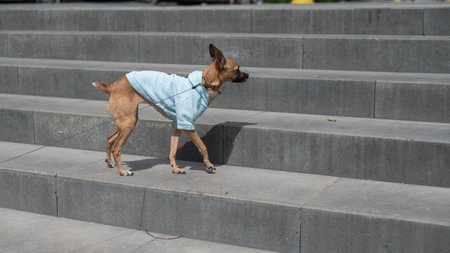 Funny Russian Toy Terrier dog in a jacketの写真素材