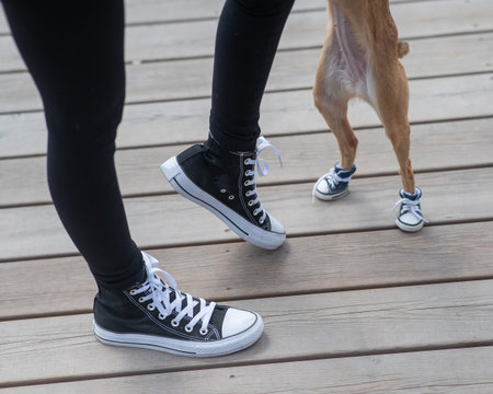 Faceless woman and cute little dog walking in matching sneakers