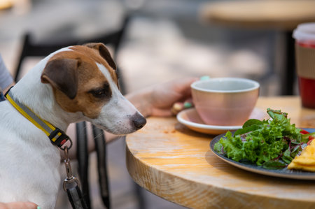 Jack Russell sitting on the owners lap in a street cafe. Woman having breakfast in dog friendly outdoor cafeの写真素材
