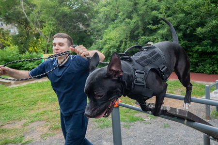 A man teaches a pitbull terrier dog to jump over a barrier outdoors