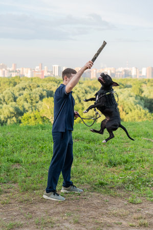 Pit bull terrier jumps for a stick. Guy training a dog. Vertical photo