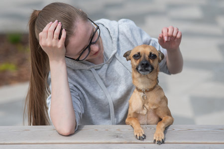 Caucasian woman walking with Russian toy terrier dogの写真素材