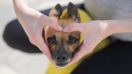 The owner holds her hands in the shape of a heart on the muzzle of the dog Russian Toy Terrierの写真素材