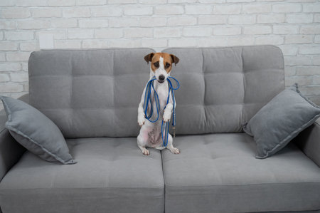 Jack Russell Terrier holding a leash while sitting on the sofa. The dog asks for a walkの写真素材