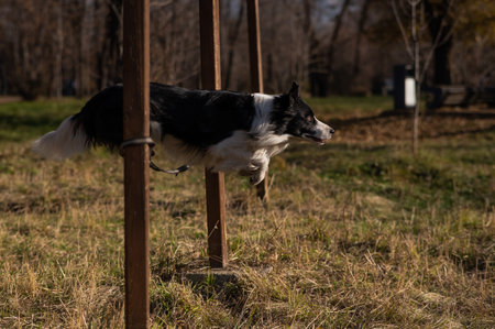 Border collie dog jumping over a barrier in the park in autumnの写真素材