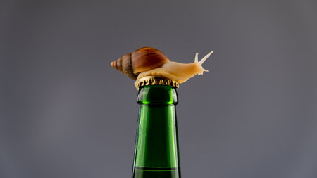 Close-up of a snail crawling on a glass bottle of beer in the studioの写真素材