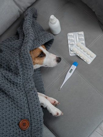 Jack Russell Terrier dog is sick lying on the sofa wrapped in a blanket. Vertical photo