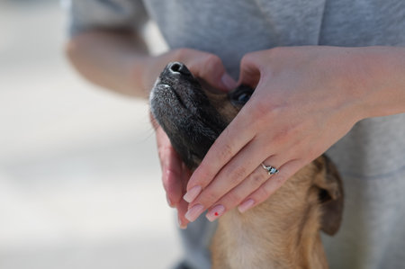 The owner holds her hands in the shape of a heart on the muzzle of the dog Russian Toy Terrierの写真素材