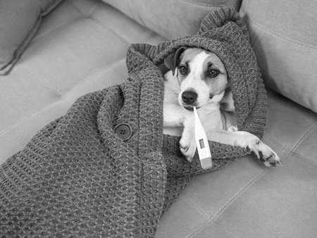 Jack Russell Terrier dog measures temperature wrapped in a blanketの写真素材