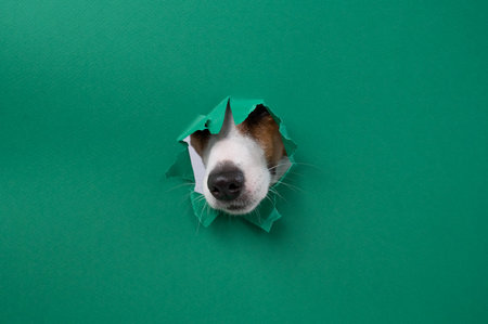 The nose of a Jack Russell Terrier dog sticks out through a green cardboard background. Copy spaceの写真素材