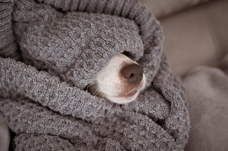 Jack Russell Terrier lies wrapped in a blanket. A dogs nose sticks out from under a blanket