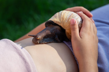 A girl holds a large snail on her stomachの写真素材