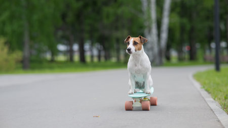 Jack Russell Terrier dog rides a penny board in the park