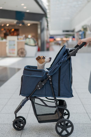 Caucasian woman walks through a shopping center with her Jack Russell Terrier dog in a strollerの写真素材