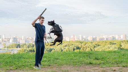 Pit bull terrier jumps for a stick. Guy training a dogの写真素材