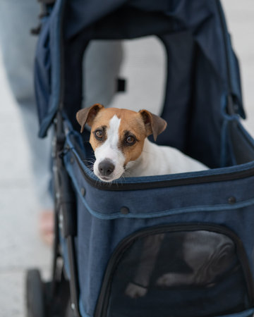 A Caucasian woman walks along the mall with her Jack Russell Terrier dog in a stroller. Vertical photo