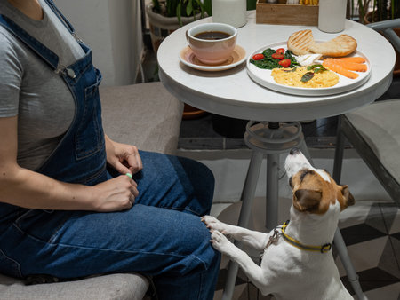 Jack Russell Terrier is waiting for the owner in the cafe. Pregnant woman having breakfast in dog friendly cafeの写真素材
