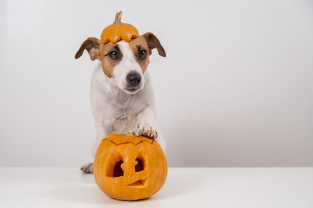 Jack Russell Terrier dog with a pumpkin cap and a jack-o-lantern on a white backgroundの写真素材