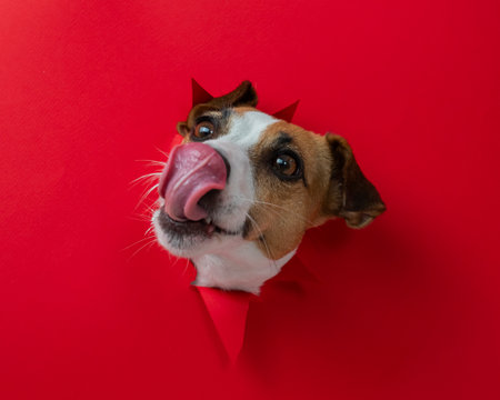 Funny dog licks his nose. Jack Russell Terrier head sticking out through red cardboard backgroundの写真素材