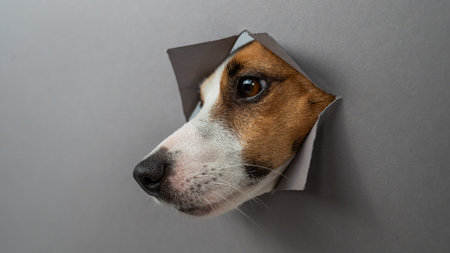 Funny Jack Russell Terrier dog sticks out through a gray cardboard background. Copy spaceの写真素材