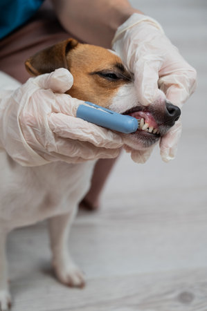 A vet is cleaning the teeth of a Jack Russell Terrier. Vertical photoの写真素材