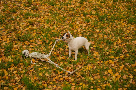 Jack Russell Terrier Dog Dragging Human Skeleton Through Autumn Parkの写真素材