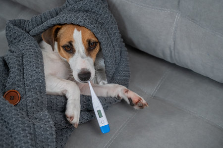 Jack Russell Terrier dog measures temperature wrapped in a blanketの写真素材