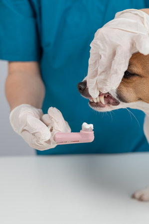 A vet is cleaning the teeth of a Jack Russell Terrier. Vertical photoの写真素材