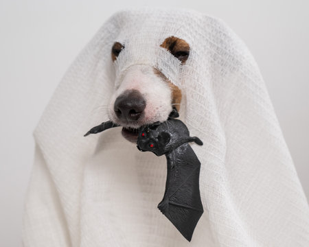 Jack Russell Terrier dog in a ghost costume holding a bat on a white backgroundの写真素材