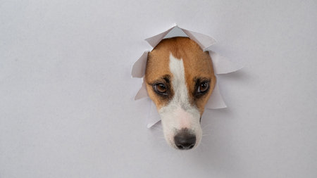 A funny Jack Russell Terrier dog sticks out from a light gray cardboard background. Copy spaceの写真素材