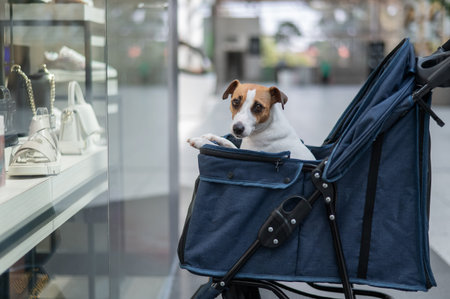 Shopping with a pet in the mall. Jack Russell Terrier dog in a stroller