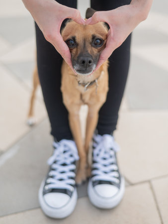 The owner holds her hands in the shape of a heart on the muzzle of the dog. Vertical photoの写真素材
