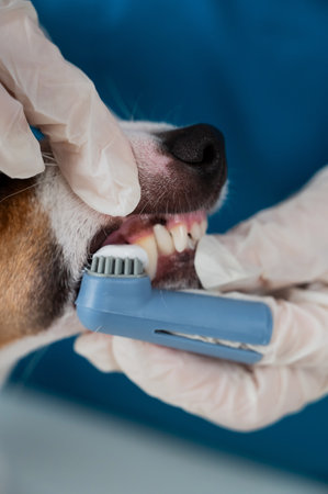 A vet is cleaning the teeth of a Jack Russell Terrier. Vertical photoの写真素材