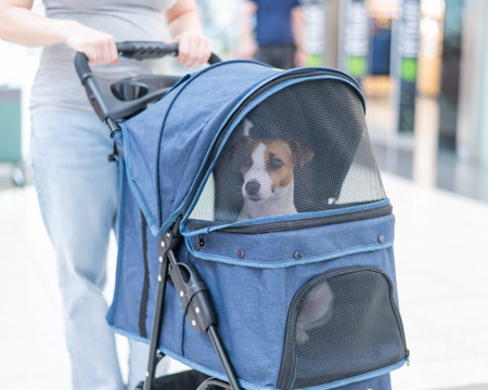 Close-up portrait of a Jack Russell terrier dog through the mesh in a strollerの写真素材