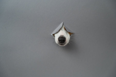 The nose of a Jack Russell Terrier dog sticks out through a gray cardboard background. Copy spaceの写真素材