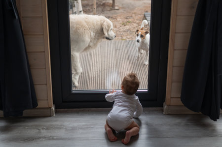 The dog stands at the patio window and knocks to go inside the house to the baby boyの写真素材